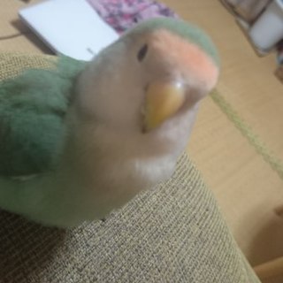 ご応募ありがとうございます一度締め切らせて頂きます