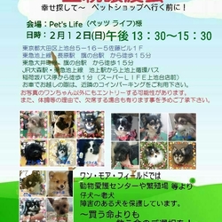 ☆★☆里親様譲渡会☆★☆　幸せ探してペットショップへ行く前に！ サムネイル1
