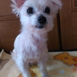 マルチーズのライムくん