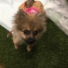 ポメラニアンのガガちゃん サムネイル4