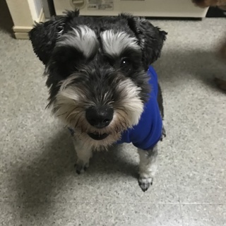 かわいい❤️チョコちゃん