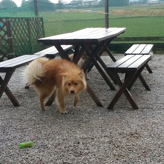 大きなポメラニアンmix？