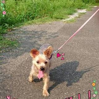 里親さん決まりました(*^^*)