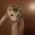 マーシャルフェレット4ヶ月♂