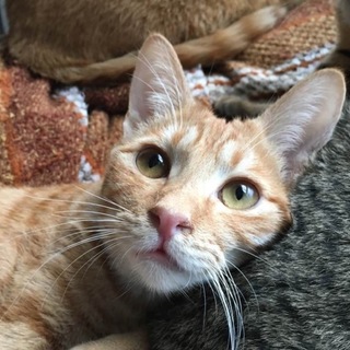 明るくやんちゃな甘えっ子。大らかな性格の男の子