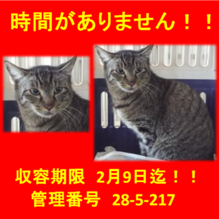 里親決定！！お迎えありがとうございました(^^♪