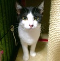 親しみやすい猫目が綺麗な女の子・5ヶ月