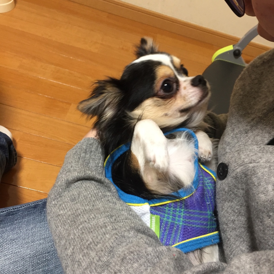 るぅちゃんのカバー写真