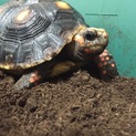 チェリーヘッドアカアシリクガメ