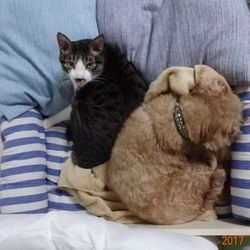 「トムさん、怖いものなし」サムネイル1