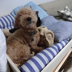 「トムさん、怖いものなし」サムネイル2