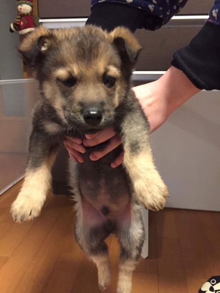 可愛い雑種の子犬 東京都 犬の里親募集 ペットのおうち 月間利用者150万人