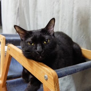 多頭飼い崩壊現場から保護ツンデレ黒猫ちゃん里親決定