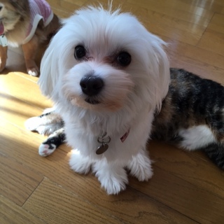 陽気なマルチーズ♂サンくんの家族を募集中！！