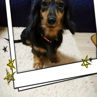 小さなブラックタンのダックス　あずきちゃん5才