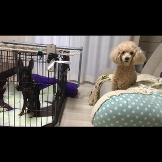 リョウ@動物看護師のカバー写真