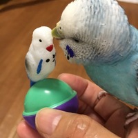 ぽっけ