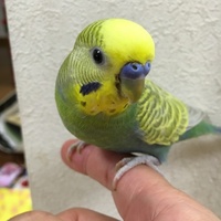 きなこ