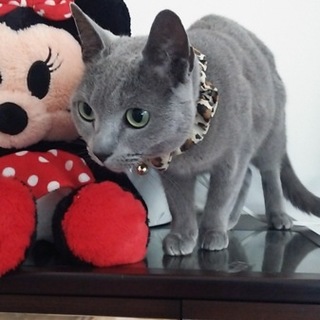 ロシアンブルーの女の子