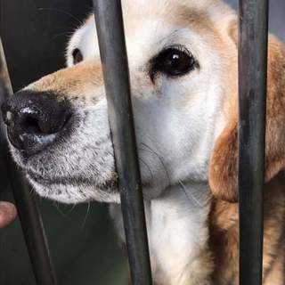 シニアのみきお君、最後の家族を募集しています