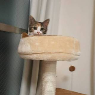 急募！！友達が転勤のため、飼えなくなりました。