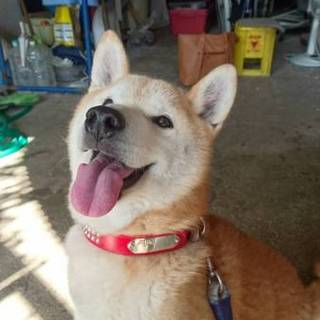 やんちゃな柴犬