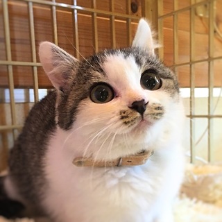 ちょびまるちゃん