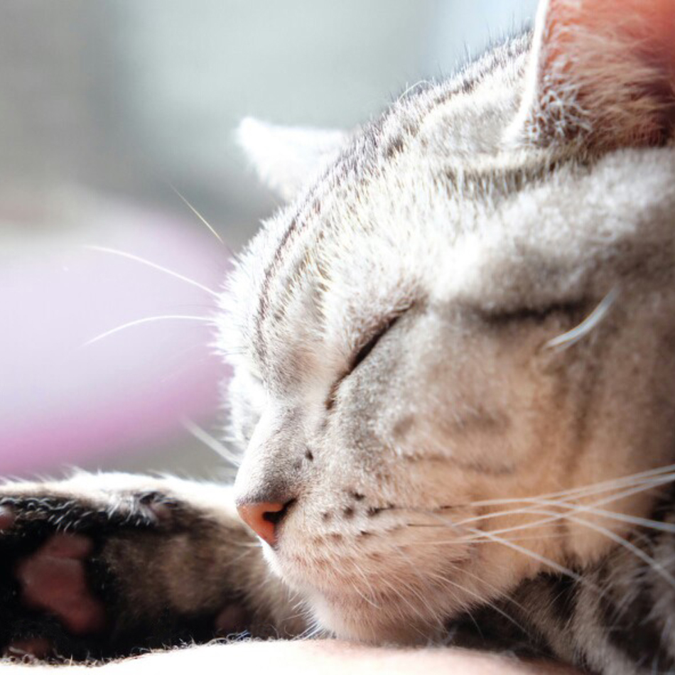 花のカバー写真