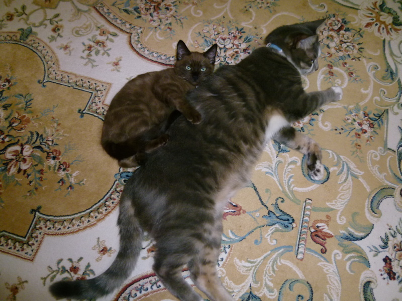 ♥バーミーズ似♥チョコレート色♥チョコちゃん♀ サムネイル5