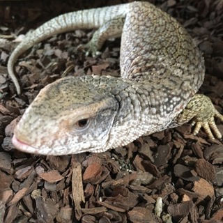 サバンナモニター 30cm