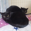 黒猫兄妹8ヶ月気長に馴らして下さる方に