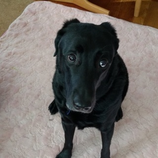 黒ラブ7才　イケメン