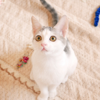 白×グレーの姉妹