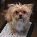 MIX犬1歳7ヶ月♂