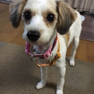 パピヨンMixの可愛いサリーちゃん（２歳くらい）