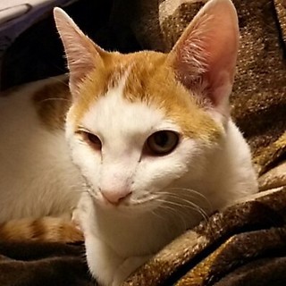 可愛いくるみ君、家族募集中