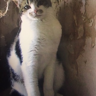 【ありがとうございました】美猫♩ナタリーちゃん