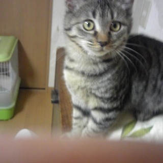 可愛いオスメス