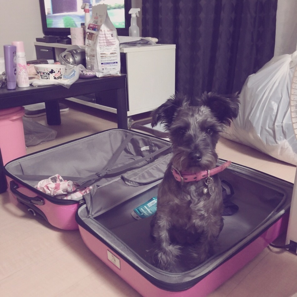 しなもんのカバー写真