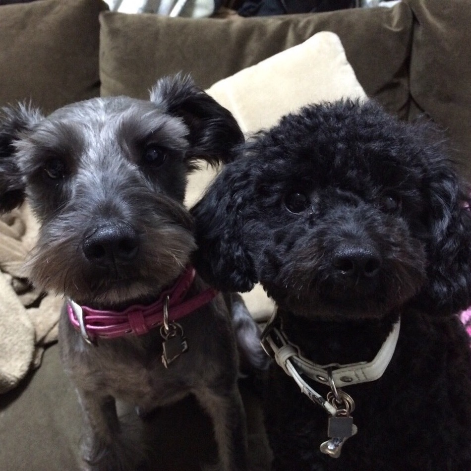  ぷっぷのカバー写真