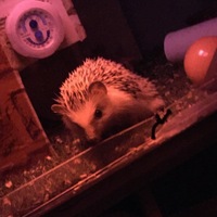 まろん