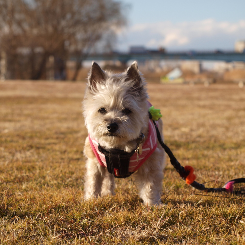 あんずのカバー写真