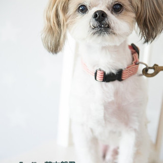 シーズーの茶太郎君　里親募集中！