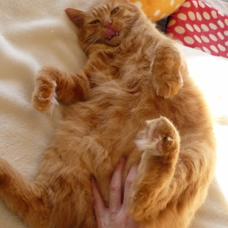 ぽっちゃり茶とら半長毛