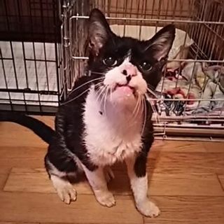 人懐こいじいさん猫　さちおくん