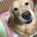 ゴールデンの女の子7歳