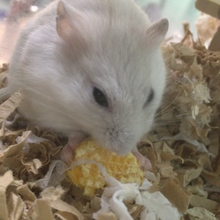 ジャンガリアンハムスター オス 4ヶ月