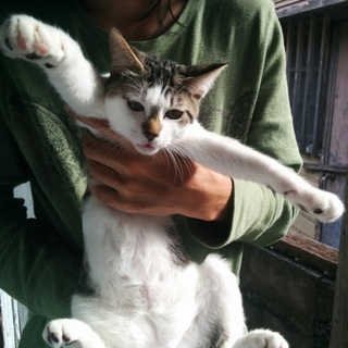 子猫ちゃん