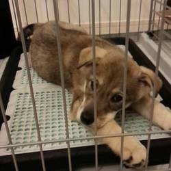 トイレトレーニングって大変(´д｀;)