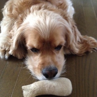 里親募集中です。